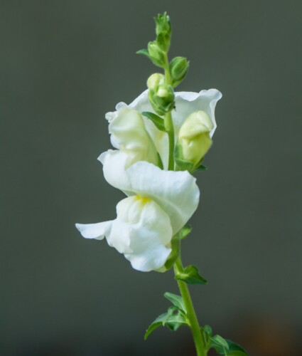 White Snap Dragon Flower