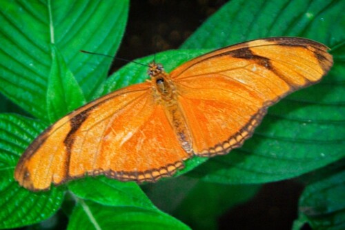 butterfly on hosta