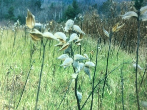 Milkweed Pods