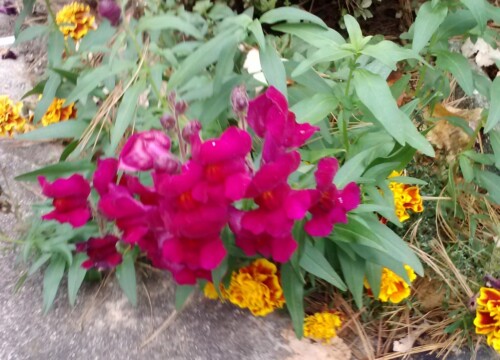 Snapdragons