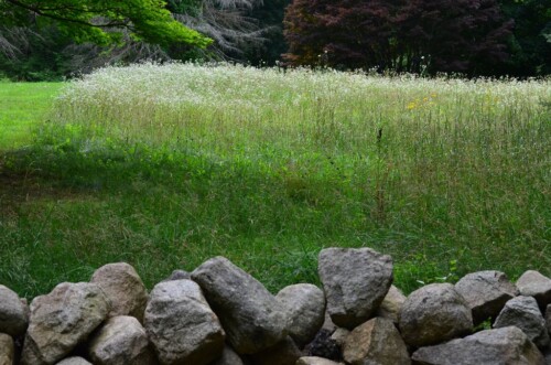 Stone Wall in fore of field