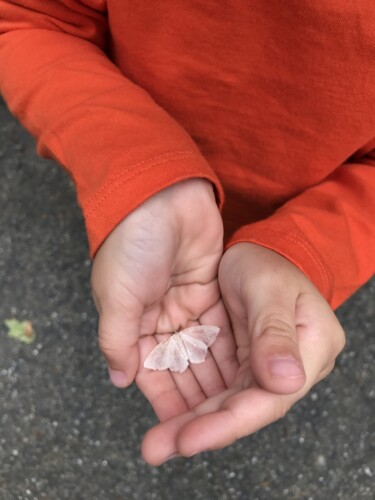 Photo of White wings in palms