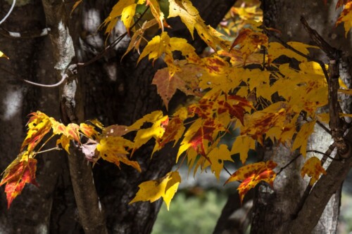 Fall leaves