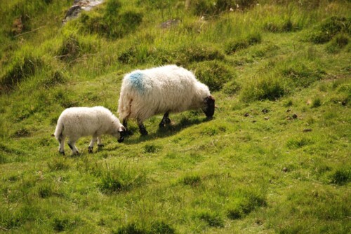 Photo of Ewe and Lamb