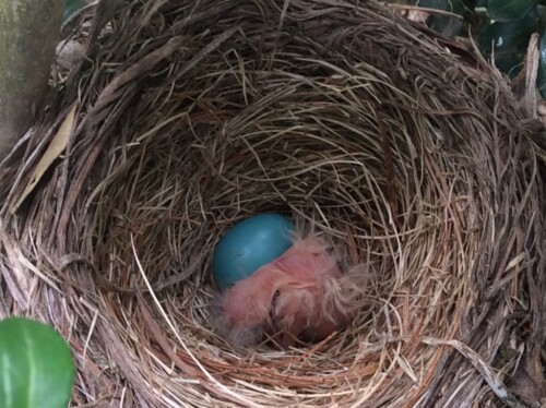 Egg in Robin's Nest