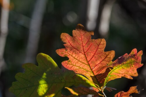 Two leaves photo by Jim Sonia