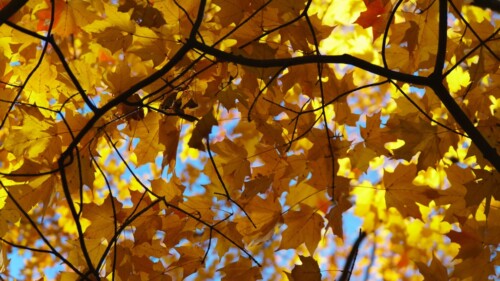 Yellow Maple tree canopy