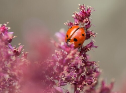 Ladybug on Lilac