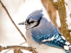 Blue Jay photo