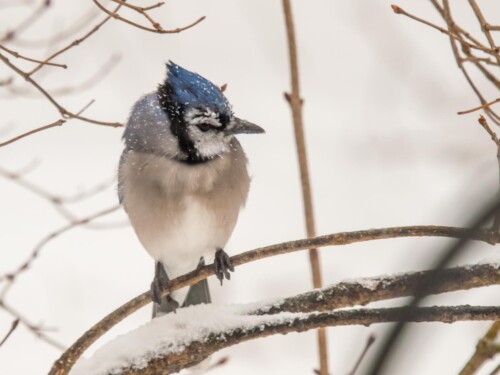 Photo of Blue Jay