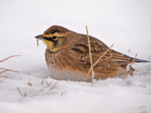 Lark photo