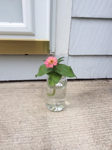 Flower in a jar