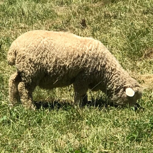 Lamb grazing