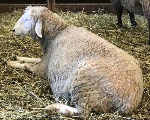 Lamb lying in hay