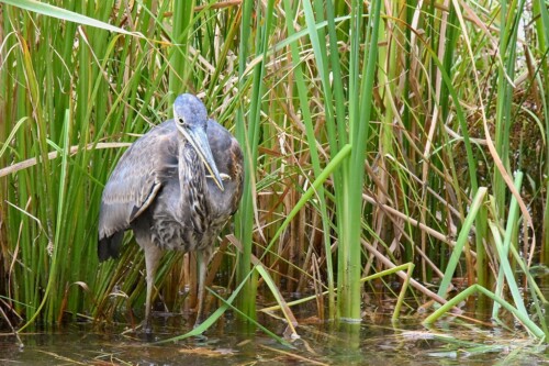 Heron with fish at Walden Pond