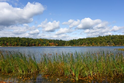 Walden Pond with reeds in foreground