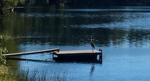 Heron on dock at Sandy Pond in Ayer, MA