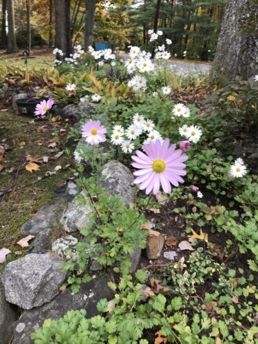 Pink and White daisies