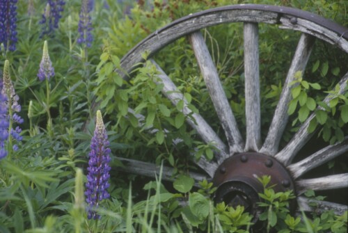 Lupines and wagon wheel photo