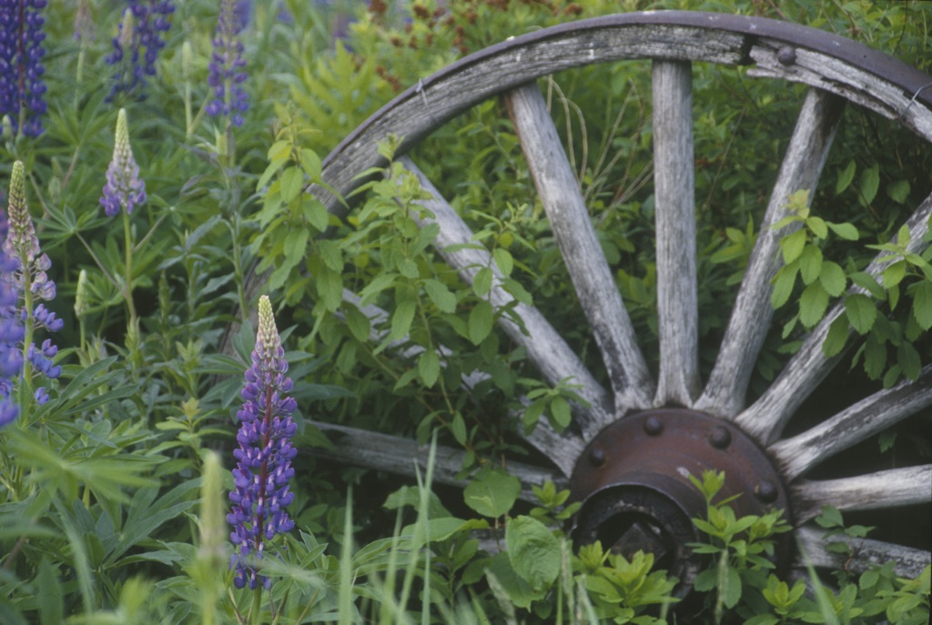 Wagon Wheel – December's Flower