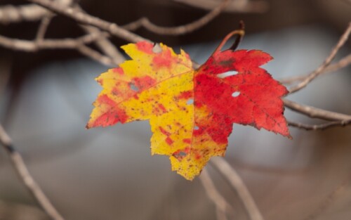 Maple Leaves in autumn colors