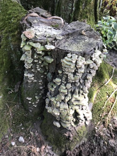 Mushroom growing on stump