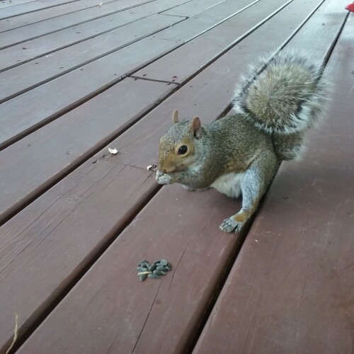 Squirrel eating seeds on house porch