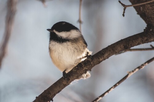 image of chickadee on tree branch