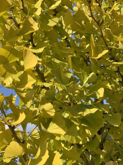 Yellow Ginkgo Leaves